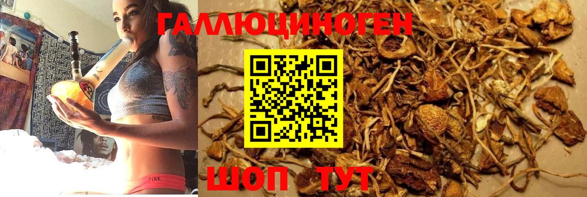 Галлюциногенные грибы Psilocybe  Вход с VPN  Алейск 
